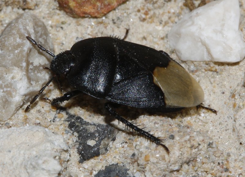Cydnus%20aterrimus_3184.jpg