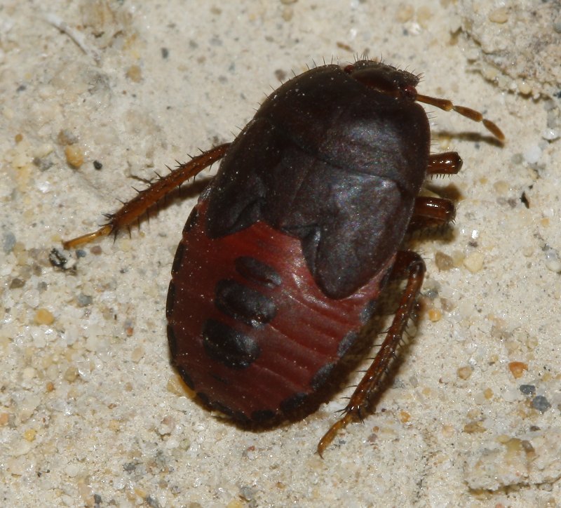 Cydnus%20aterrimus_3194.jpg