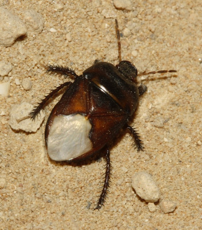 Cydnus%20aterrimus_3933.jpg