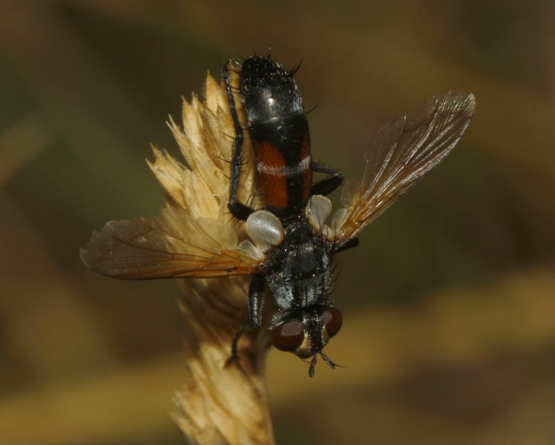 Cylindromya_4966.jpg