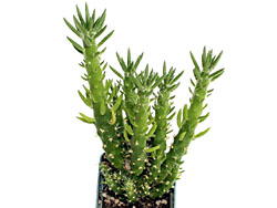 Cylindropuntia-subulata-Lapshin2010.jpg
