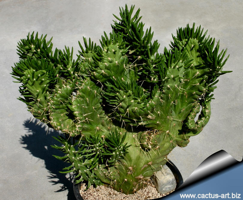 Cylindropuntia_subulata_cristata_810.jpg