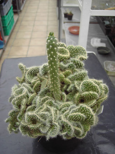 cylindropuntiacristaat+1.jpg