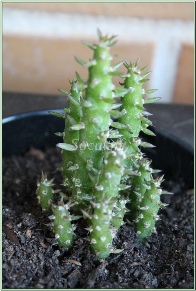 Cylindropuntiasubulata7_zps70588b79.jpg