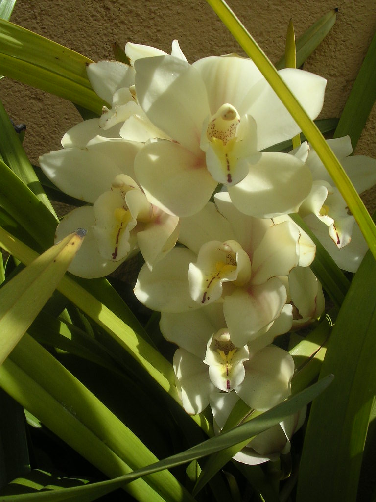 cym%20crema.JPG
