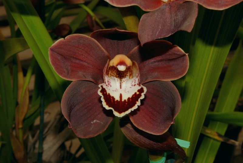 Cym%20Yamanashi%20Fire%20'Burgundy'%20L.jpg