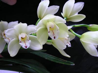 cym_carmen_005_Small_.jpg