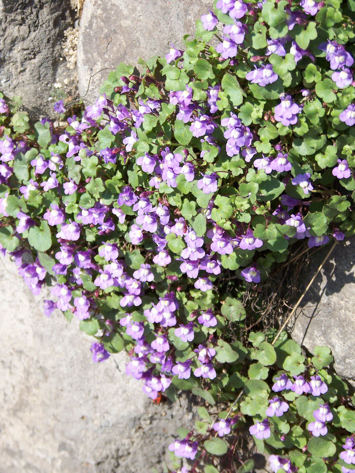 Cymbalaria-muralis-2036.jpg
