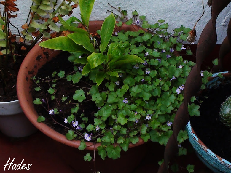 cymbalaria+muralis.jpg