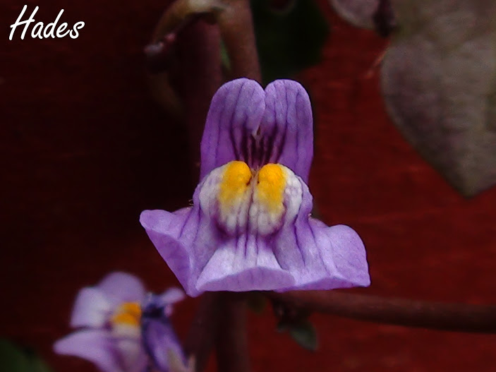 cymbalaria2.jpg