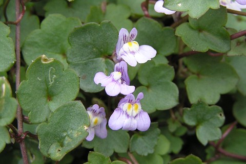 cymbalaria_muralis.jpg