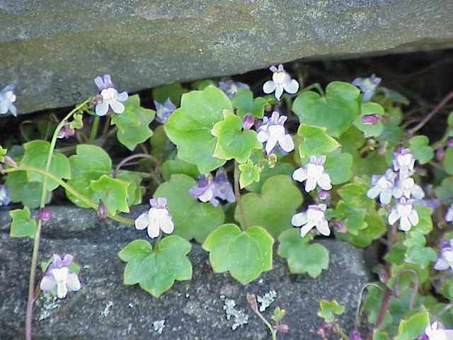 Cymbalaria_muralis0.jpg