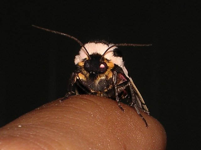 Cymbalophora_pudica_7.jpg