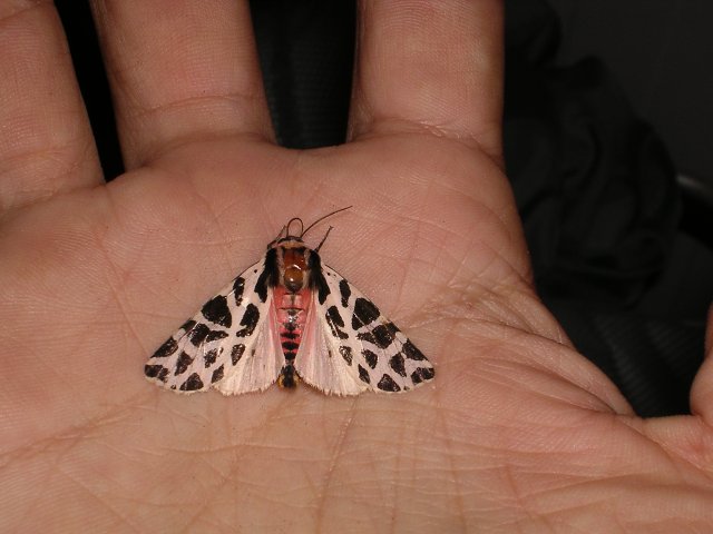 Cymbalophora_pudica_9.jpg
