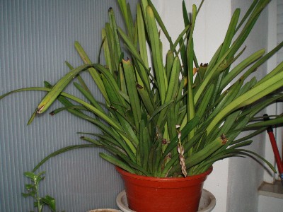 cymbi_planta.JPG