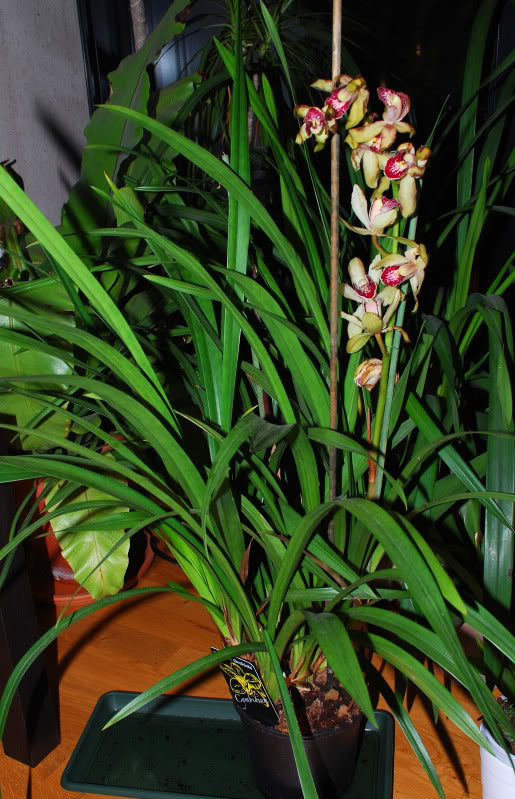 cymbidium-1.jpg