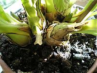 cymbidium[2].jpg