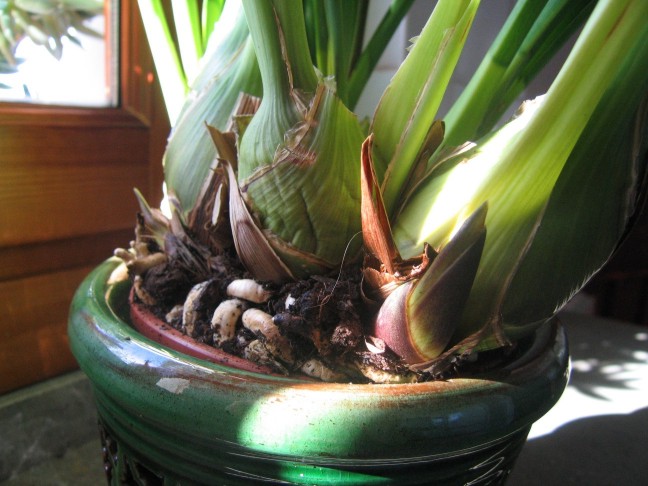 cymbidium%202%20brotes.JPG