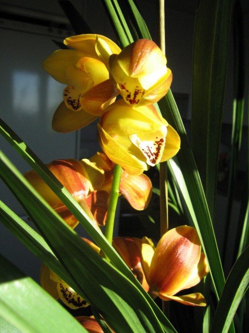 cymbidium%202%20flores%2002.jpg