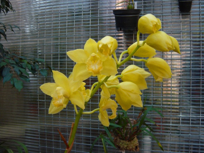 Cymbidium%20Second%20Renaissance%20_Jenny%20Wren%20_%20planta%20700%20pix.jpg