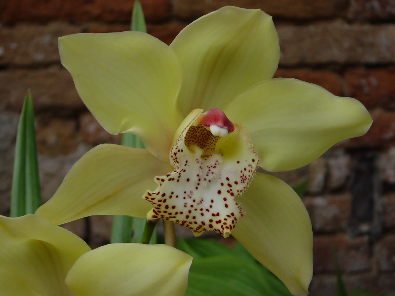 Cymbidium-Alliance-Deauvill4.jpg