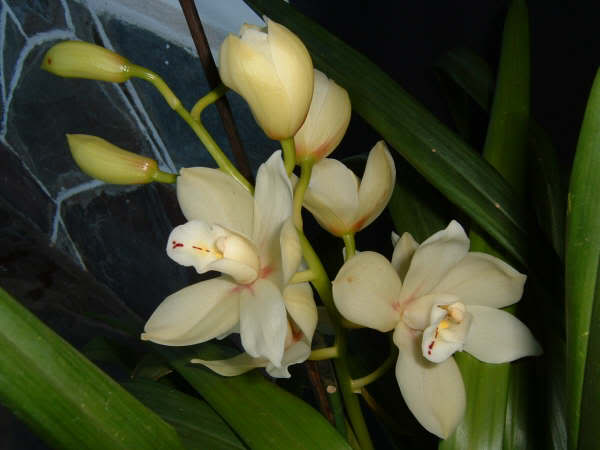 cymbidium-hbrido.jpg