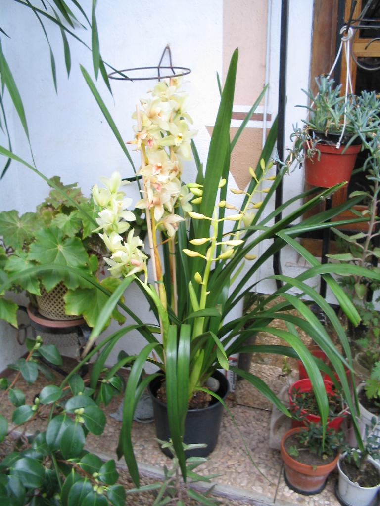 cymbidium-horia.jpg