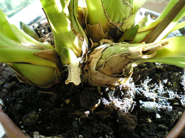 Cymbidium.jpg