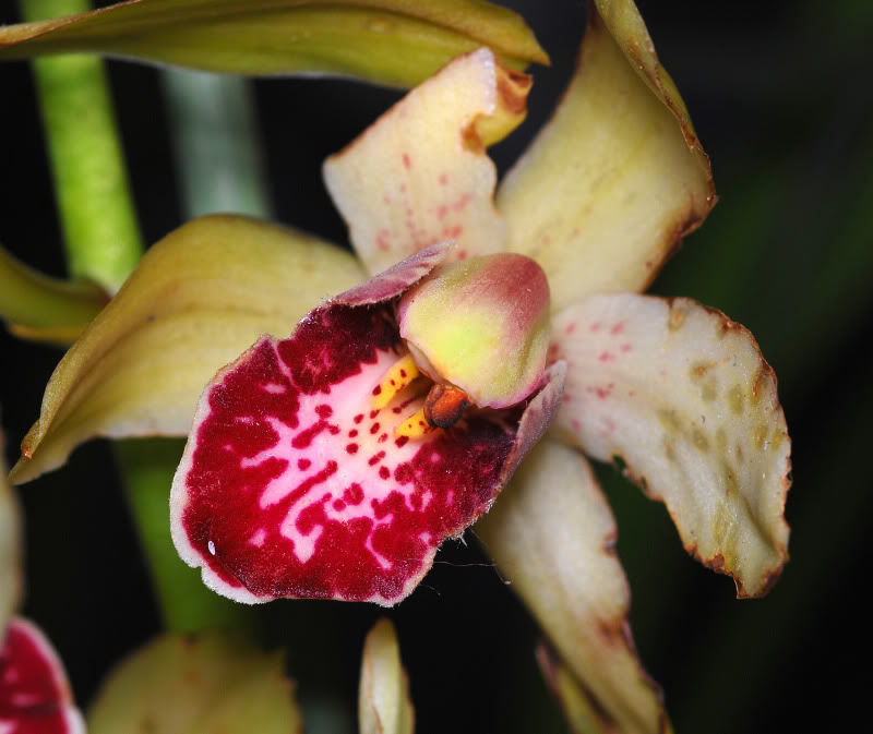 Cymbidium.jpg