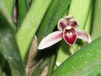 cymbidium_epifita.JPG