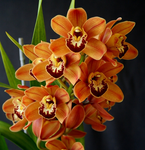 Cymbidium_William_Weaver_%27Atlantis%27.jpg