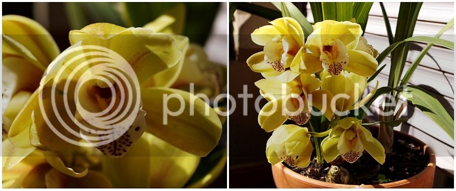 Cymbidium_zpsbnxvrhgc.jpg