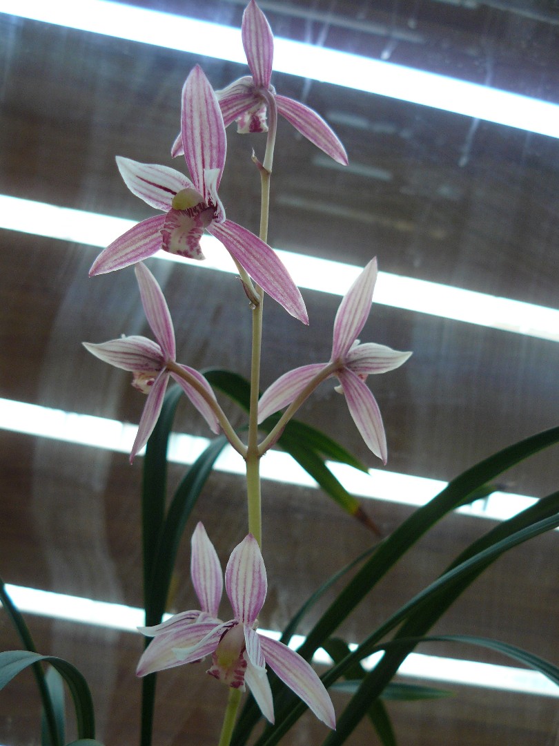 cymbidiumensifolium2.jpg
