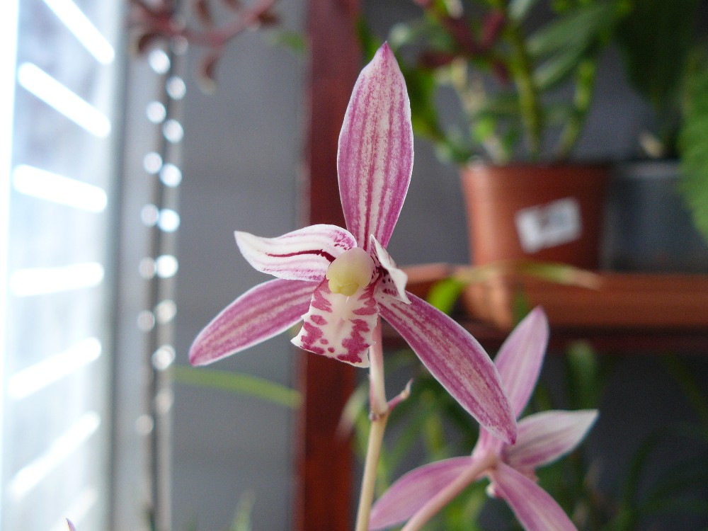 cymbidiumensifolium4.jpg