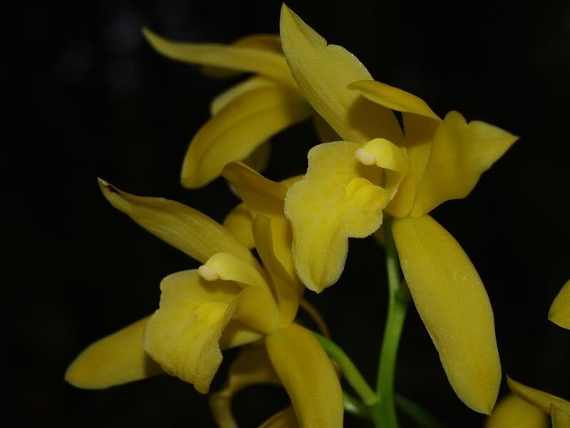 cymbidiumgooldemelf47.jpg