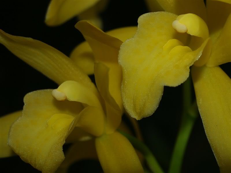 cymbidiumgooldemelf52.jpg