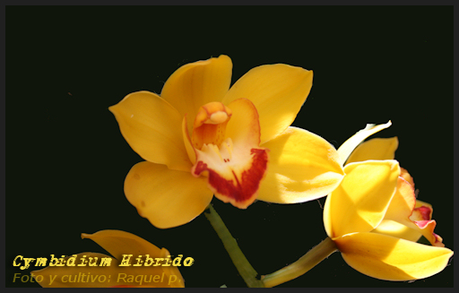 cymbidiumhibridoamarillo.jpg