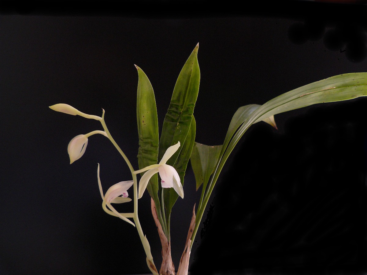 cymbidiumlancifolium2.jpg