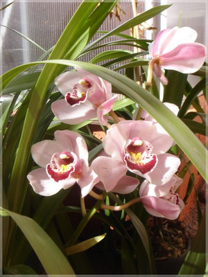 cymbidiumrosa2.png