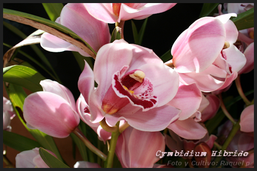cymbiridiumrosa.jpg