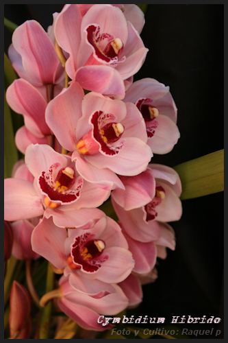 cymbiridiumrosa2.jpg