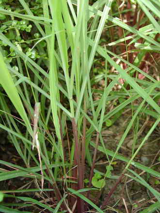 Cymbopogon_nardus.jpg