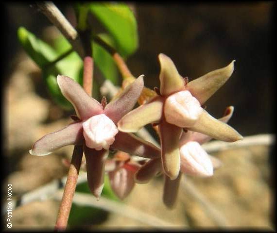 cynanchum_boerhaviifolium01.jpg