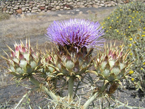 cynara_cardunculus2.jpg