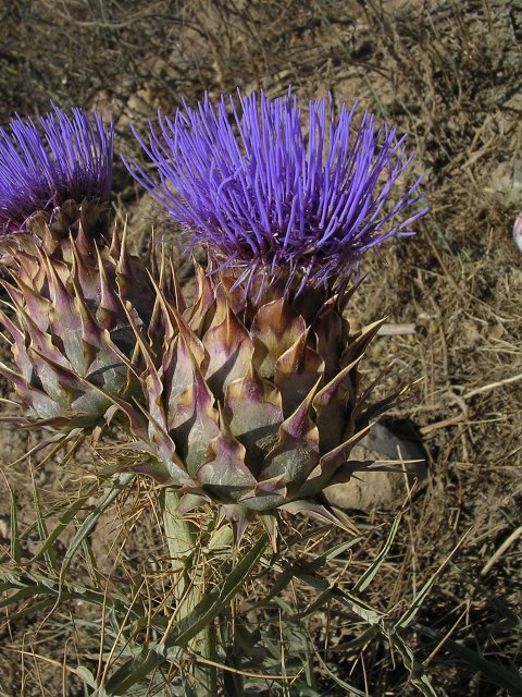 Cynaracardunculus2.jpg