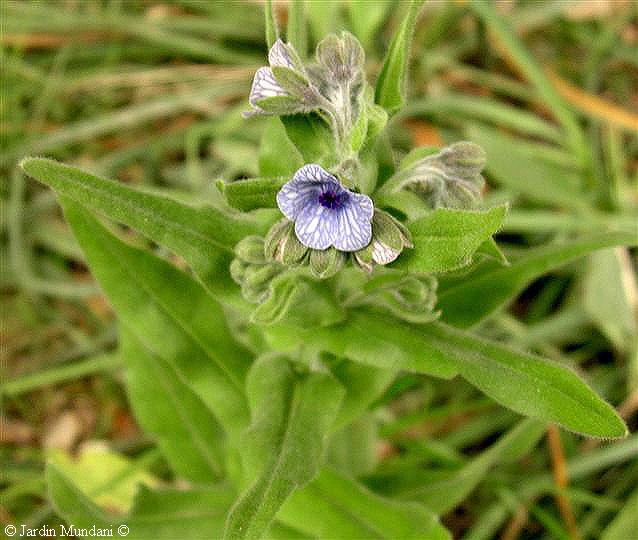 cynoglossum.jpg