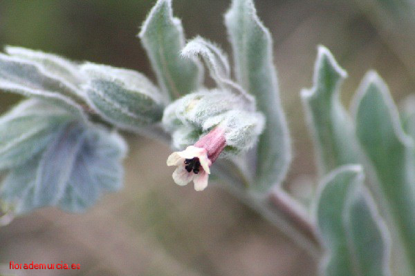 cynoglossum_cheirifolium_flor1.jpg