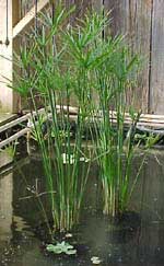 cyperus-alternifolius-estan.jpg