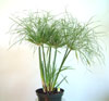 Cyperus-Big.jpg