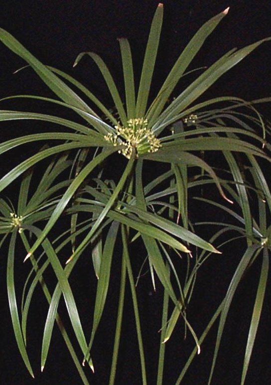 cyperus.jpg